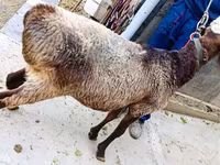 قوچ, Hissar sheep — عکس 3
