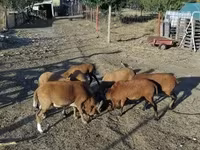 كبش, Cameroon sheep — الصورة 4