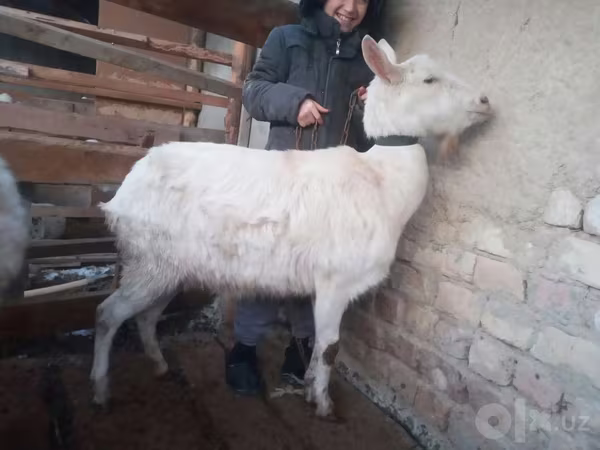 بز ماده, Saanen goat