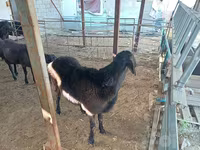 قوچ, گوسفند — عکس 2