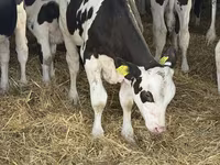 காளை, Russian Black pied cattle — புகைப்படம் 8