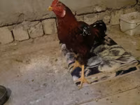 Chickens — 사진 8