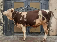 Bulle, Simmental cattle — Foto 4