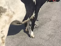 گاو ماده, Russian Black pied cattle — عکس 5