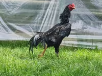 Chickens — Foto 5