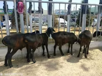 Kambing jantan, Sheep — foto 1