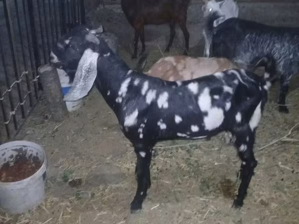 Jarac, Beetal goats