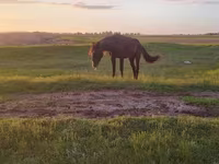 Էգ ձի, Kazakh horse — լուսանկար 3