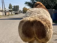 قوچ, Arashan sheep — عکس 6