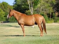 اسب نر, Quarter Horse — عکس 2