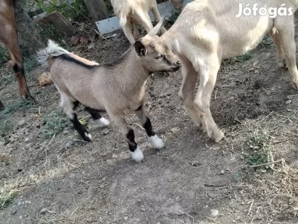 Jarac, Козе