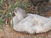 Ducks — ছবি 3