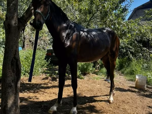 Horse (M), Horses