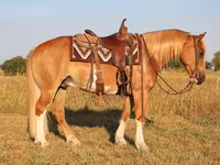Aygʻir, Gypsy horse — 5-rasm