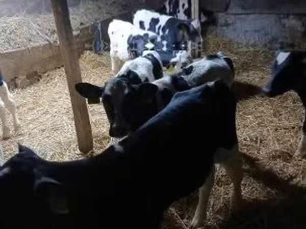Bull, Russian Black pied cattle — Hungary