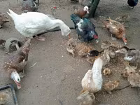 Ducks — Foto 1