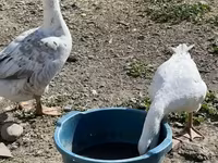 Geese — fotografija 2