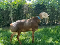 بھیڑ, بھیڑیں — تصویر 1