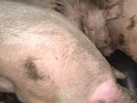 Doofaar dhaddig, Pigs — sawirka 2