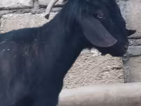 Kozioł, Anatolian Black goats — zdjęcie 2