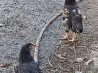 Chickens — รูปภาพ 8
