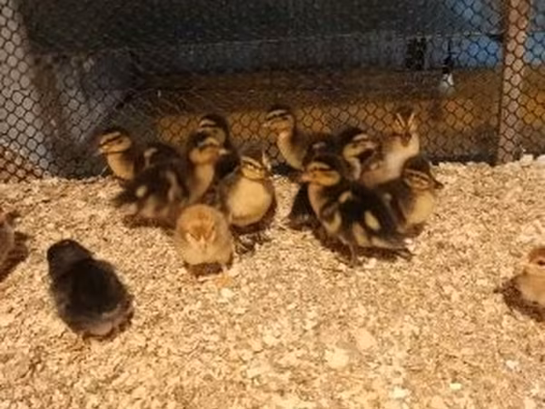 Ducks