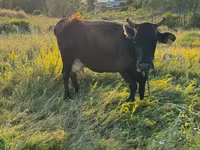 Mucca, Bovini — foto 2