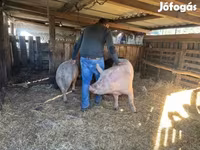 Scrofa, Крупная белая — foto 1