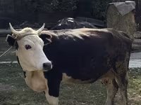 Vaca, Russian Black pied cattle — foto 1