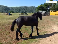 Cheval, Friesian — photo 5