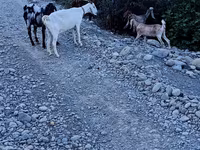 Capra, Capre — foto 2