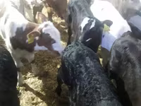 گاو و گوساله (گروه، جنسیت مشخص نشده), Simmental cattle — عکس 7