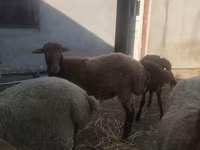 گوسفند (گروه، جنسیت مشخص نشده), گوسفند — عکس 5