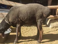 مینڈھا, بھیڑیں — تصویر 1