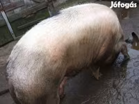 Säue, Schweine — Foto 3