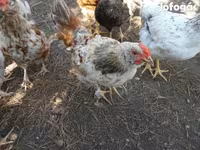 Chickens — عکس 7