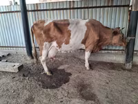 بقرة, Simmental cattle — الصورة 1