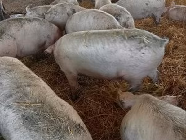Schweine (Partie, Geschlecht nicht angegeben), Крупная белая