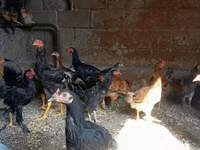 Chickens — ፎቶ 1