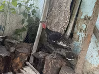 Turkeys — foto 5