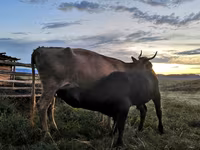 母牛, Simmental cattle — 照片 2