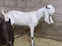 Ged, Kamori goats — foto 1