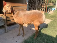 میش, Arashan sheep — عکس 1