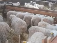 Sheep, Sheep — photo 2