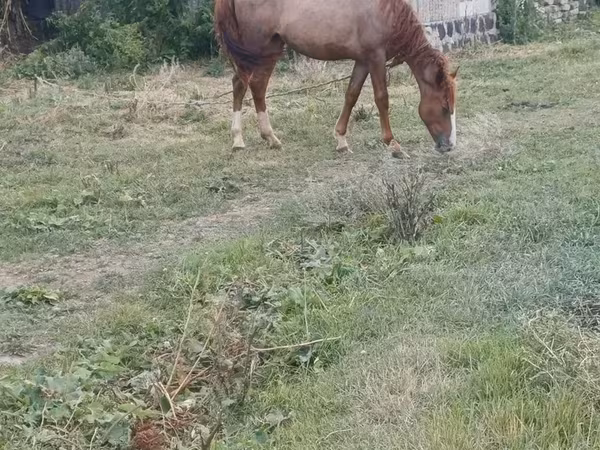 Mare, Horses — Armenia