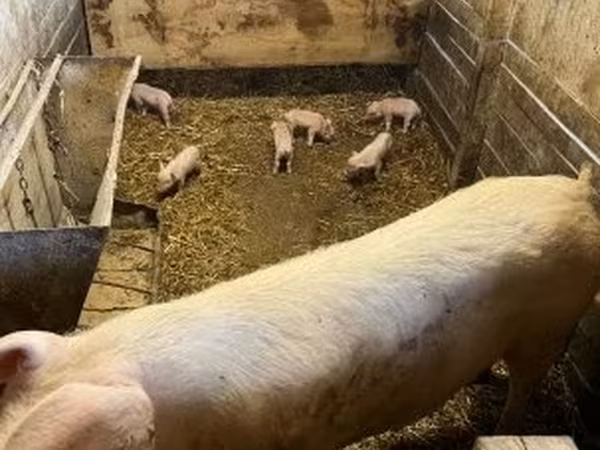 خوک ماده, Крупная белая