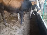 Крава, Swiss cattle — снимка 7