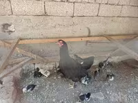 Chickens — foto 1