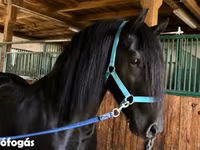 Hing, Friesian — 1. fotó