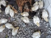 Chickens — تصویر 1